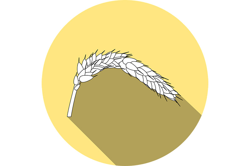wheat-999922_1280.jpg