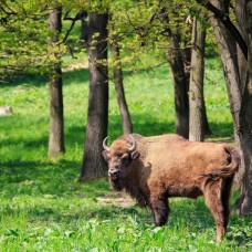 Prírodoveda - Kto obýva Poloniny? Prírodoveda - Kto obýva Poloniny?