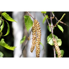 Prírodoveda – Betula Prírodoveda – Betula