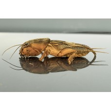 Prírodoveda - Medvedík obyčajný Prírodoveda - Medvedík obyčajný