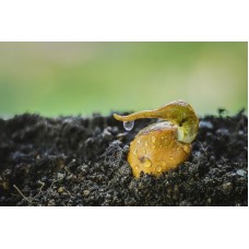 Prírodoveda - Germinácia Prírodoveda - Germinácia