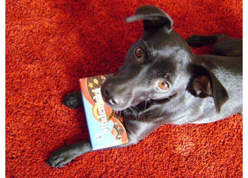 Biológia - Majú zvieratá rady sladké?