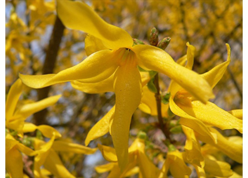 Biológia - Zlatý dážď