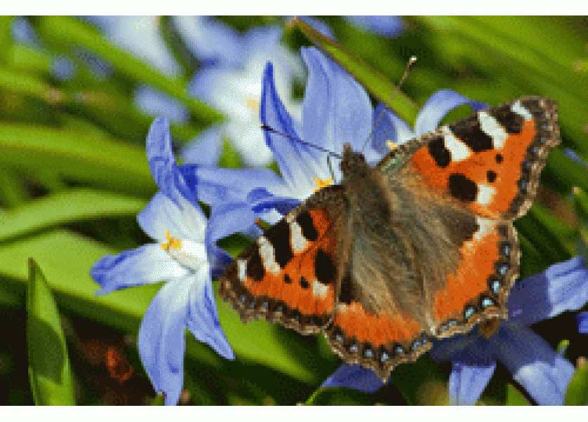 Začala sa súťaž Botanikiáda