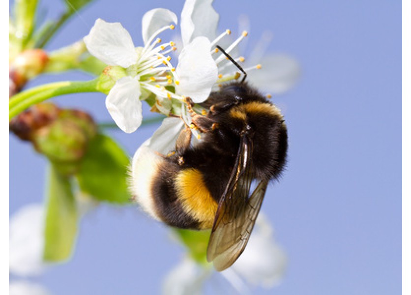 Biológia - Majú včely obľúbené farby?