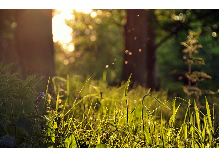 Fyzika - Zimná olympiáda bez snehu