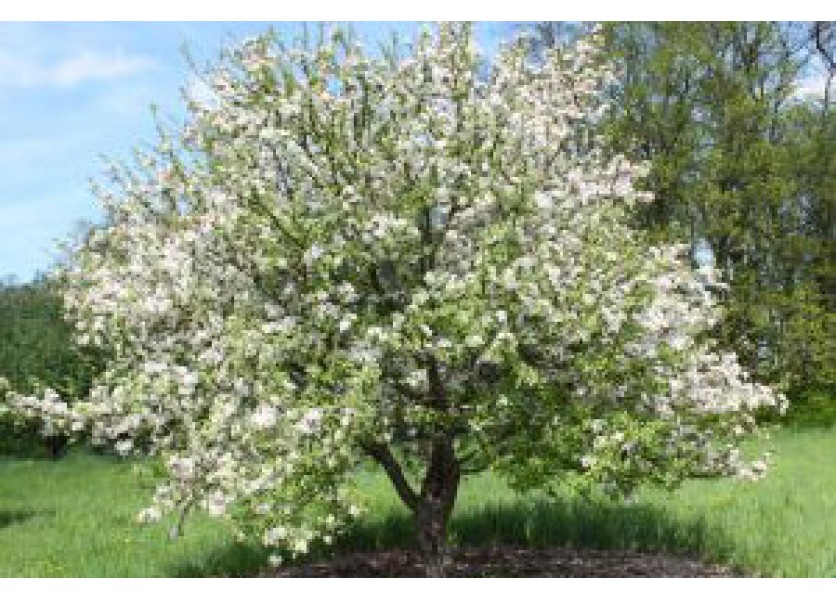 Jablko ako objekt výskumu