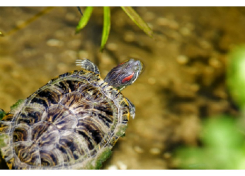 Študenti premenili školu na zoo