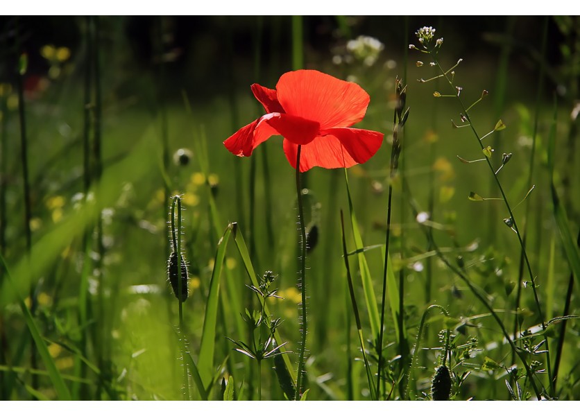 Usmernenie k organizácii letnej školy a školského klubu detí počas letných prázdnin