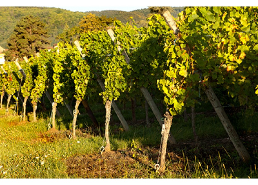 Prírodoveda - Vinič hroznorodý