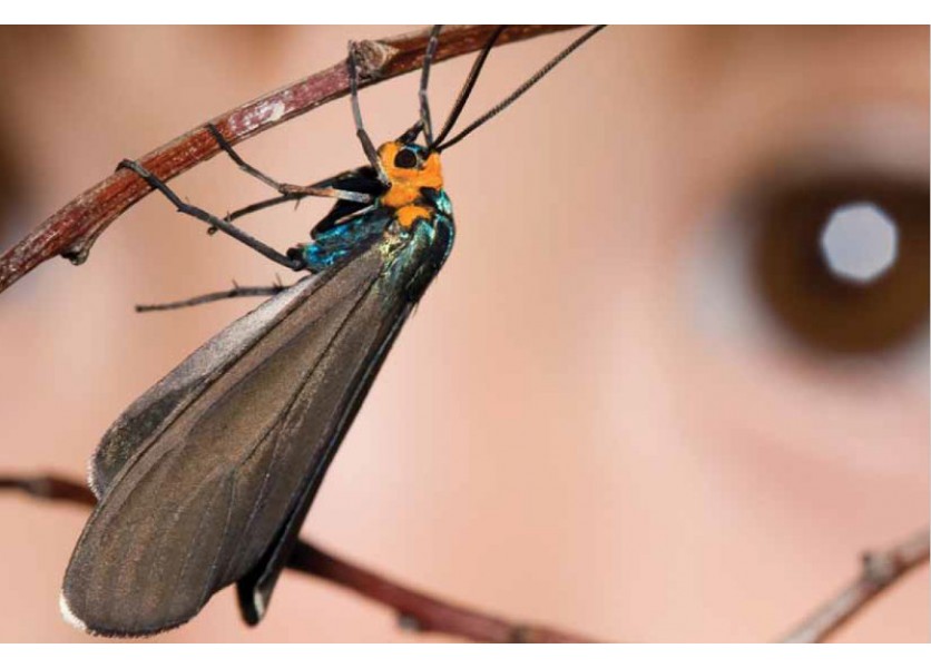 Nové učebnice prírodovedy pre tretiakov základných škôl