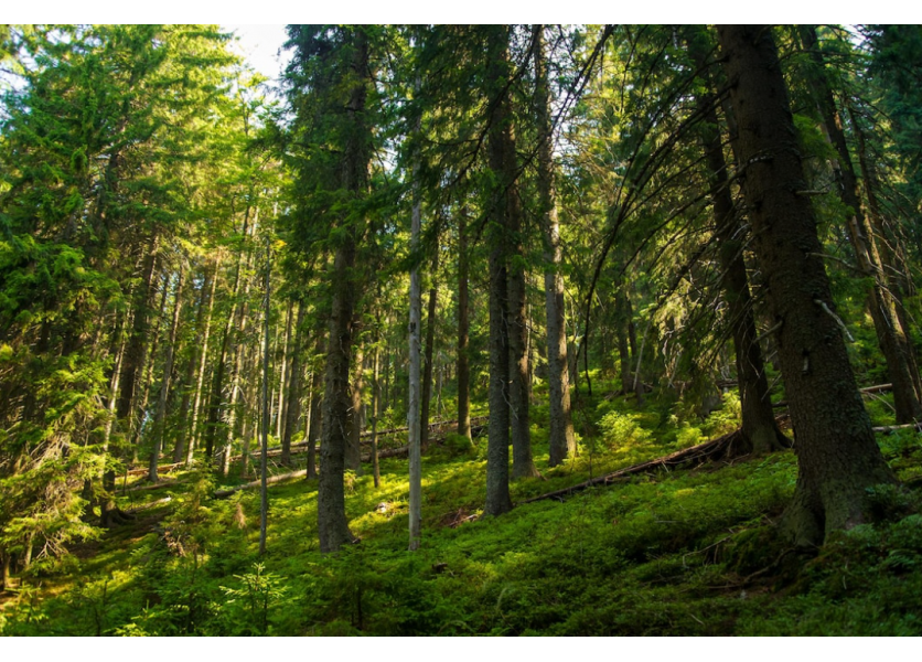 Ako učiť o lese? V Nitre o tom budú lesní pedagógovia z Národného lesníckeho centra diskutovať s učiteľmi
